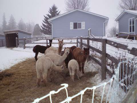 Lady Slipper Alpaca Fibre Creations